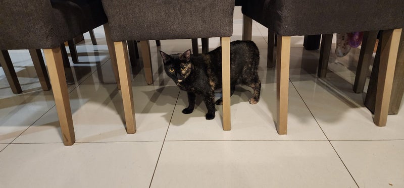 THE STREET CAT PROJECT - CLEO & LEO - AVAILABLE FOR ADOPTION Carousel 1
