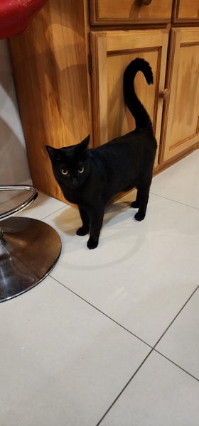 THE STREET CAT PROJECT - CLEO & LEO - AVAILABLE FOR ADOPTION Carousel 2