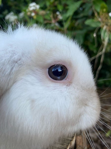Pure Bred Mini Lops Carousel 2