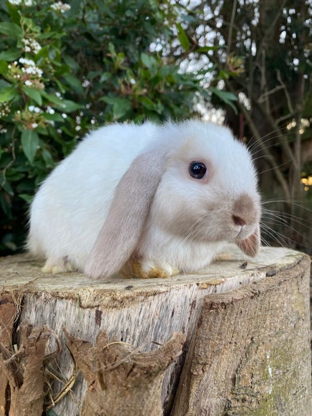 Pure Bred Mini Lops Carousel 1