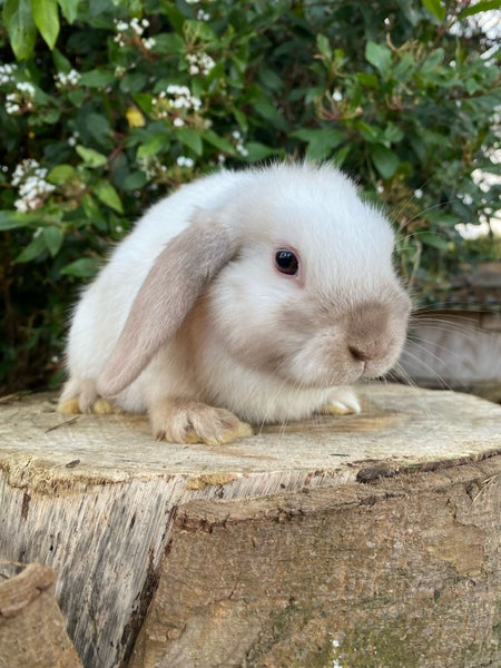 Pure Bred Mini Lops Carousel 5