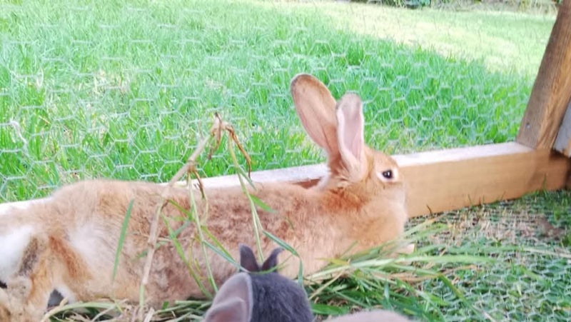 Baby Rabbits Carousel 5