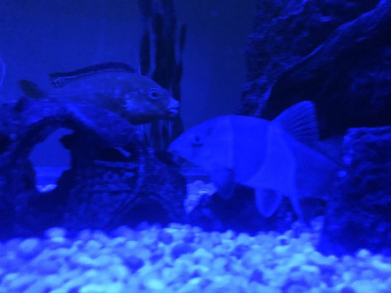 Fish Tank & Tropical Fish (Electric Yellow Cichlids & Clown Loaches) Carousel 7