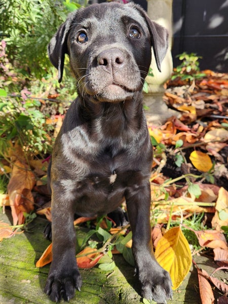 LABRADORS! Carousel 2