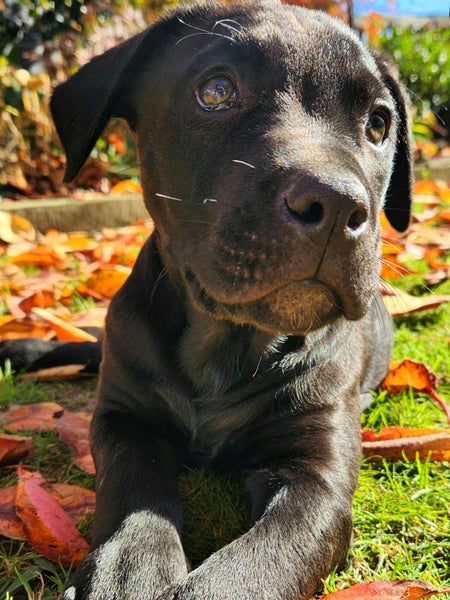 LABRADORS! Carousel 8