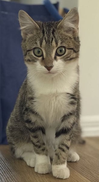Robin, male - 15 wks - Cat Care Loburn Carousel 1