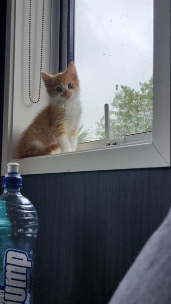 Brick - Wcc Rescue Kitten Carousel 1