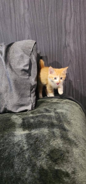 Brick - Wcc Rescue Kitten Carousel 6
