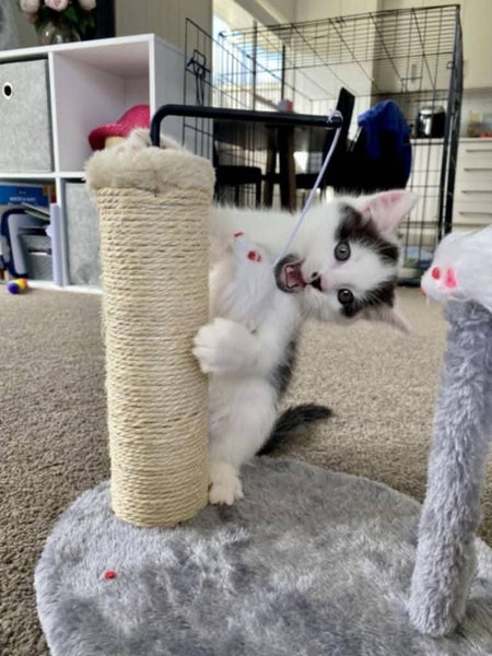 Snickers - Wcc Rescue Kitten Carousel 2