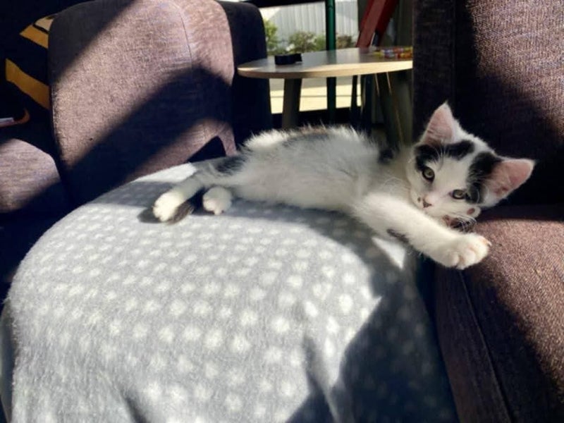 Snickers - Wcc Rescue Kitten Carousel 6