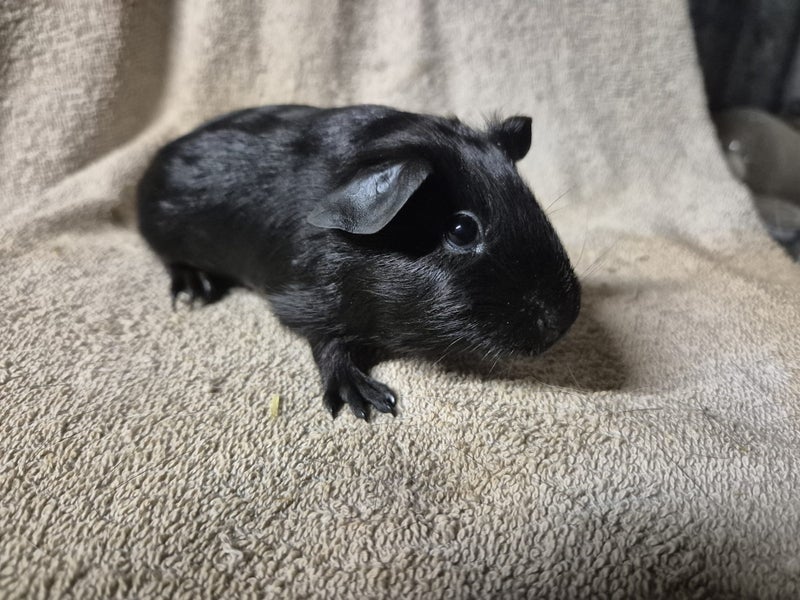 Healthy Baby Guinea pigs Carousel 6