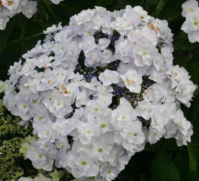 Hydrangea Trophy sensational large double creamy white lacecap flower heads. Carousel 1