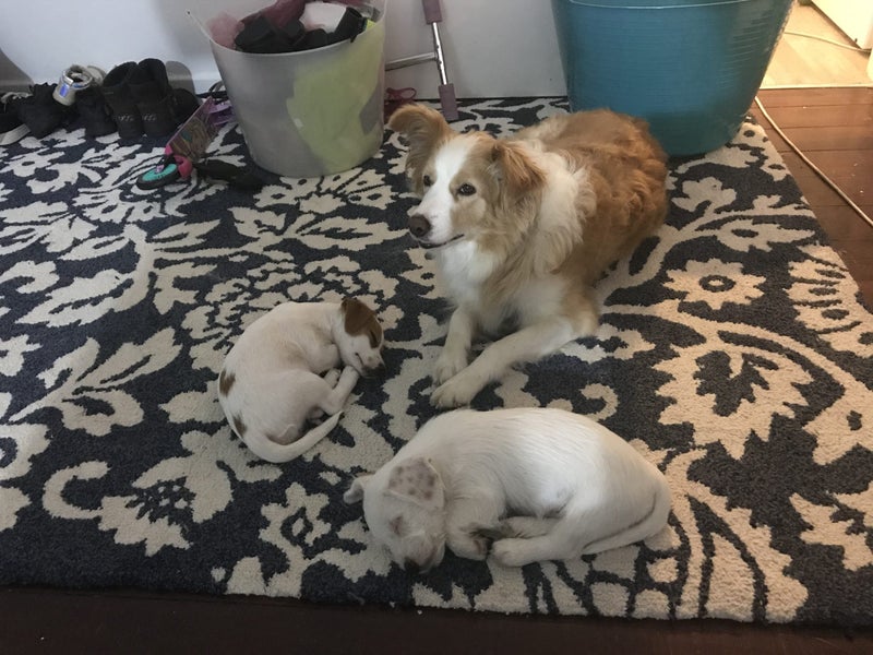 Pure bred Border Collie female Carousel 1