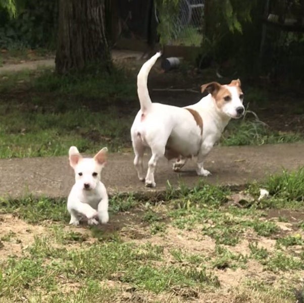 Jack Russell female Carousel 2