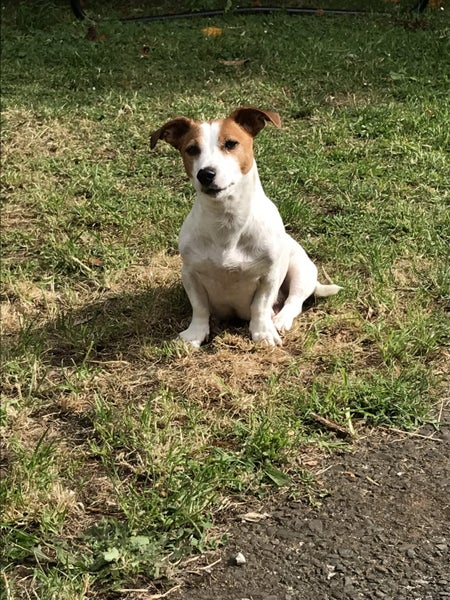 Jack Russell female Carousel 10