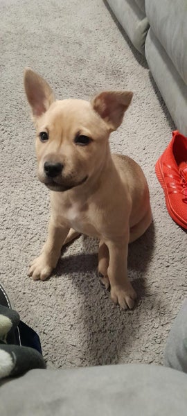 Boris (Ellie's Canine Rescue & Rehome) Carousel 1