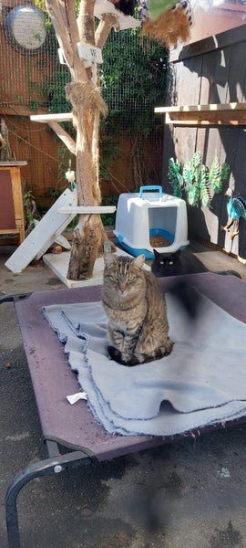 Kitty Kingdom - Barn Cats Carousel 2
