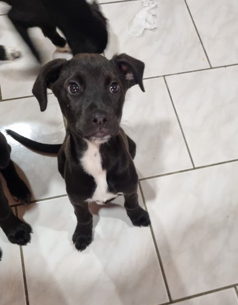 Lil' Bean (Ellie's Canine Rescue & Rehome) Carousel 2
