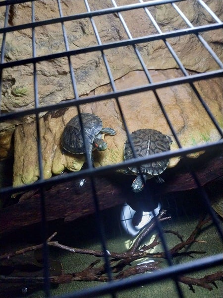 BABY TURTLES Carousel 1