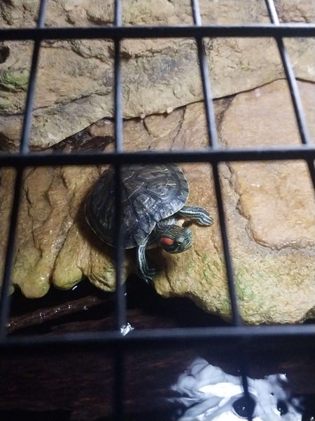 BABY TURTLES Carousel 2