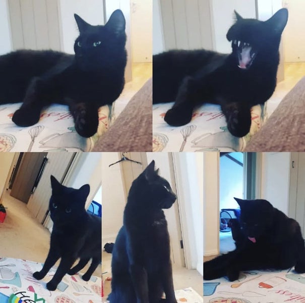 Affectionate 3.5 year old black cat free to a good home Carousel 2