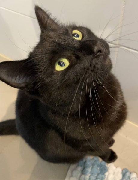 Affectionate 3.5 year old black cat free to a good home Carousel 1