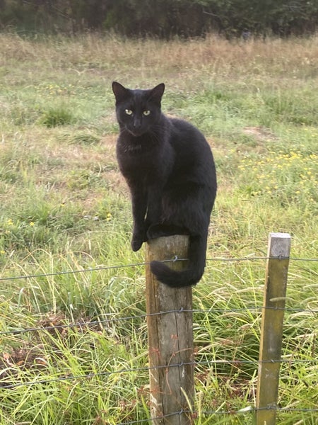Affectionate 3.5 year old black cat free to a good home Carousel 19