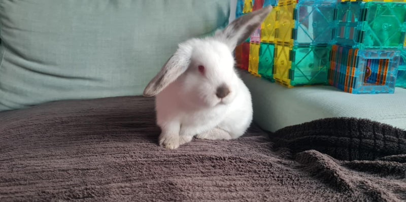 Minilop rabbit Carousel 1