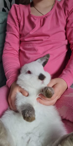Minilop rabbit Carousel 2