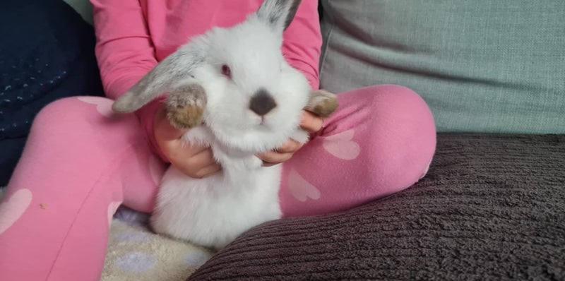 Minilop rabbit Carousel 4