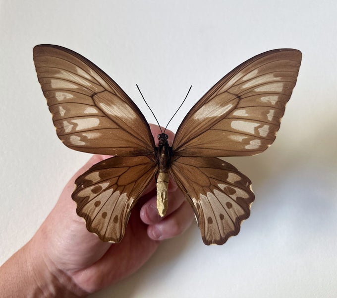 Real Butterfly: Ornithoptera priamus bornemanni! NEW BRITAIN! WORLD RARITY!! Carousel 1