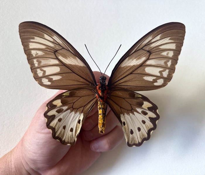 Real Butterfly: Ornithoptera priamus bornemanni! NEW BRITAIN! WORLD RARITY!! Carousel 2