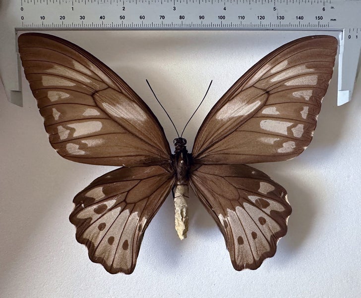 Real Butterfly: Ornithoptera priamus bornemanni! NEW BRITAIN! WORLD RARITY!! Carousel 3