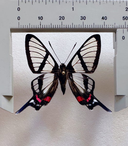 Real Butterfly: Chorinea sylphina!! Peru!! Transparent Beauty!! Carousel 2