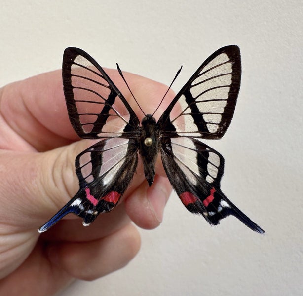 Real Butterfly: Chorinea sylphina!! Peru!! Transparent Beauty!! Carousel 1
