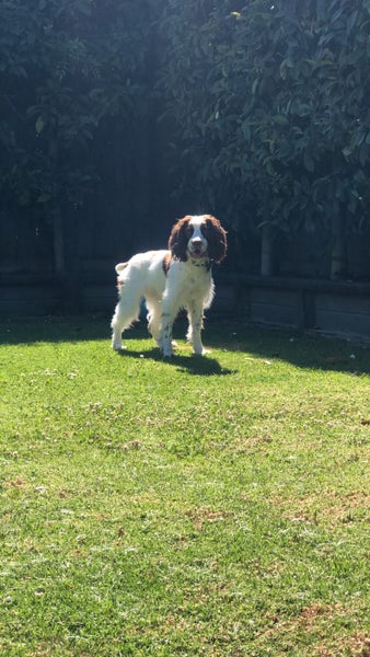 English springer spaniel Carousel 9