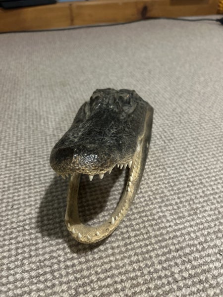 Alligator Head Carousel 2