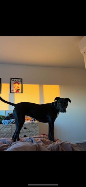 Free Dog to good home Carousel 13