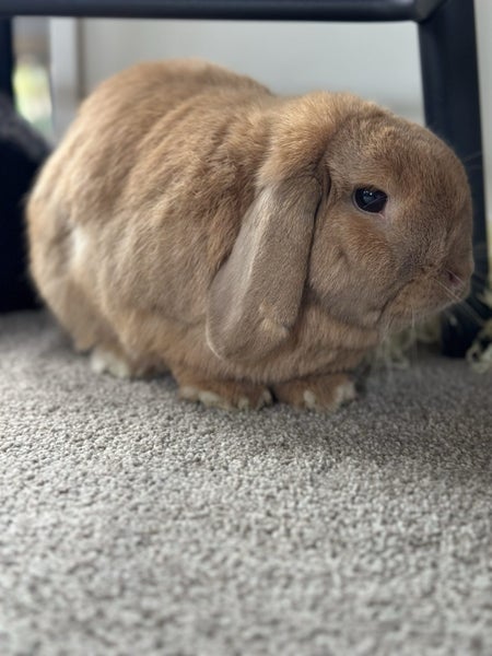 DONATION - Two bonded males mini lop rabbits- FREE Carousel 6