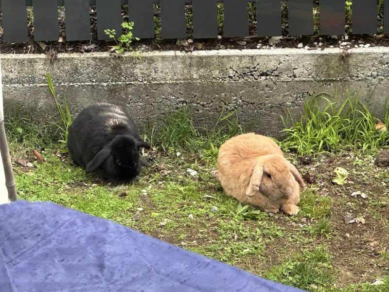 DONATION - Two bonded males mini lop rabbits- FREE Carousel 2