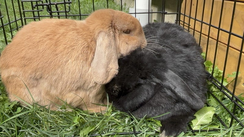 DONATION - Two bonded males mini lop rabbits- FREE Carousel 1