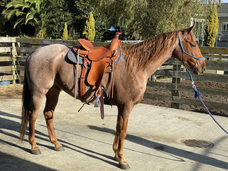 Dove FQH Bar saddle62868835482369111