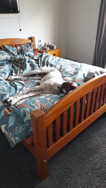English Pointer - 6yrs old Carousel 6