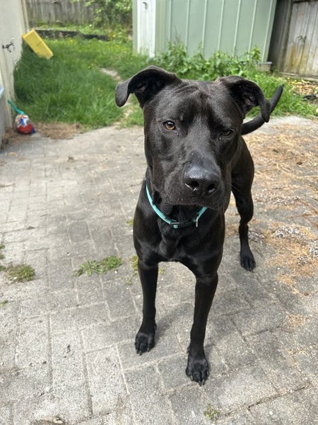3 year old lab cross Carousel 2