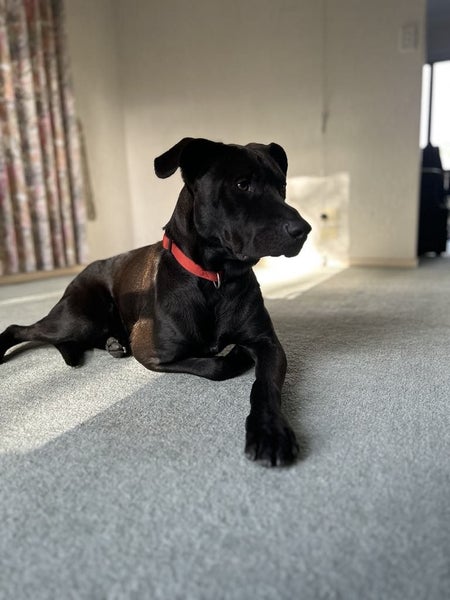 3 year old lab cross Carousel 1