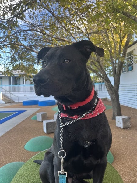 3 year old lab cross Carousel 3