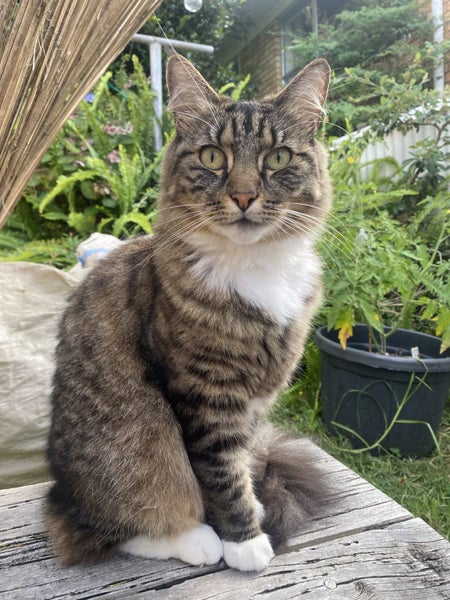 Lost medium hair Tabby with white socks Carousel 1