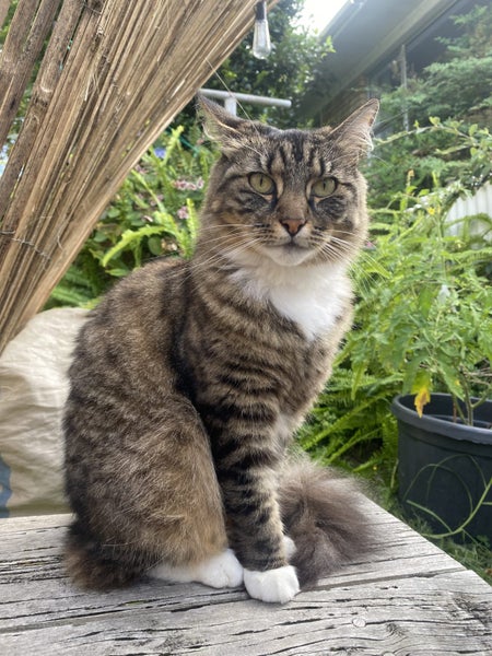 Lost medium hair Tabby with white socks Carousel 6