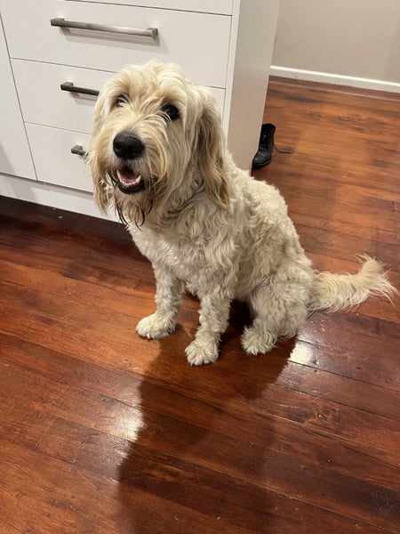 14-Month-Old Goldendoodle Ziggy Carousel 2