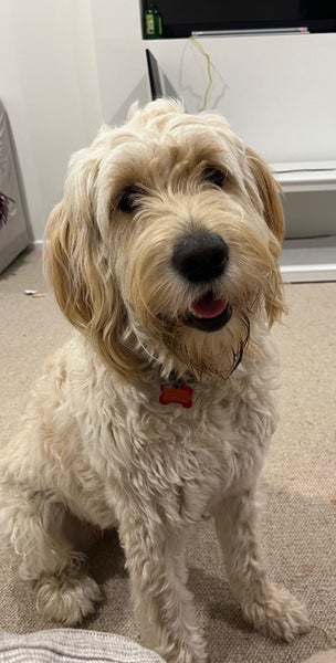 14-Month-Old Goldendoodle Ziggy Carousel 1